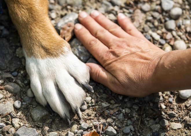10 skutecznych sposobów na pielęgnację łap zwierząt