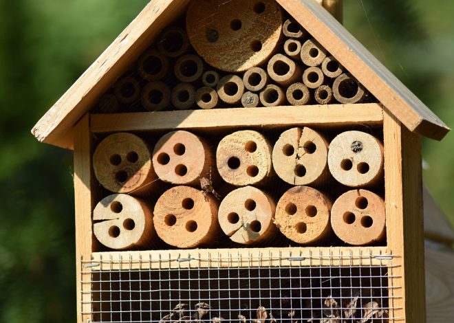 Jak przygotować naturalne środki odstraszające owady