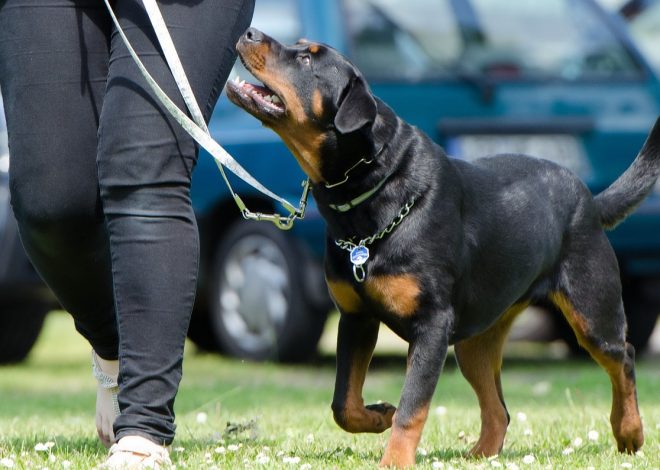 Jak trenować psa: poradnik dla początkujących