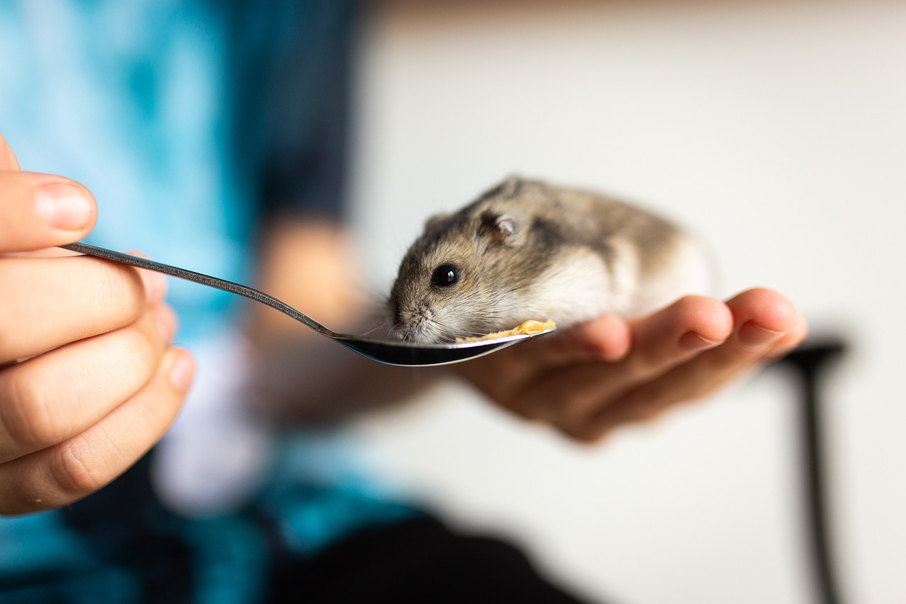 Les meilleures cages à hamster pour votre animal de compagnie