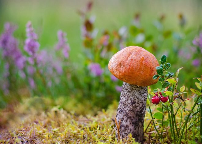 Najlepsze kuwety dla kotów – porównanie