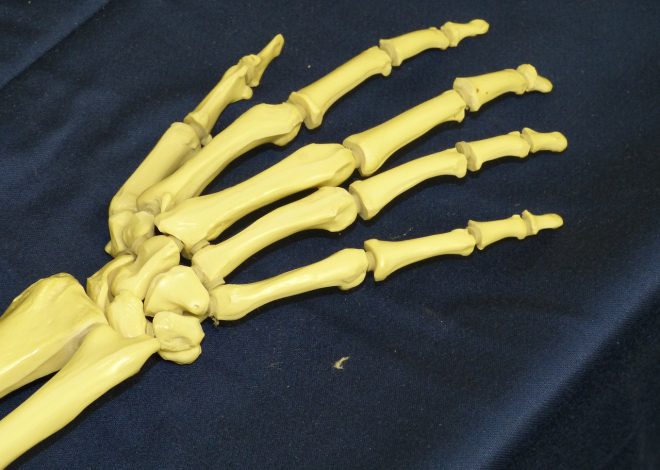 Wskazówki dotyczące profilaktyki i leczenia problemów ze stawami u zwierząt