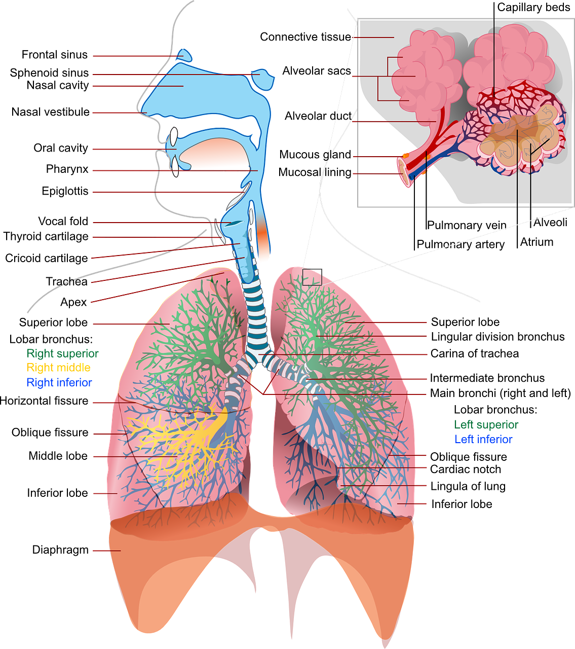 odkryj tajniki anatomii zwierząt i dowiedz się, jak dbać o ich zdrowie i dobrostan. nasz przewodnik dostarcza cennych informacji dla właścicieli zwierząt oraz specjalistów, pomagając w lepszym zrozumieniu potrzeb twojego pupila.
