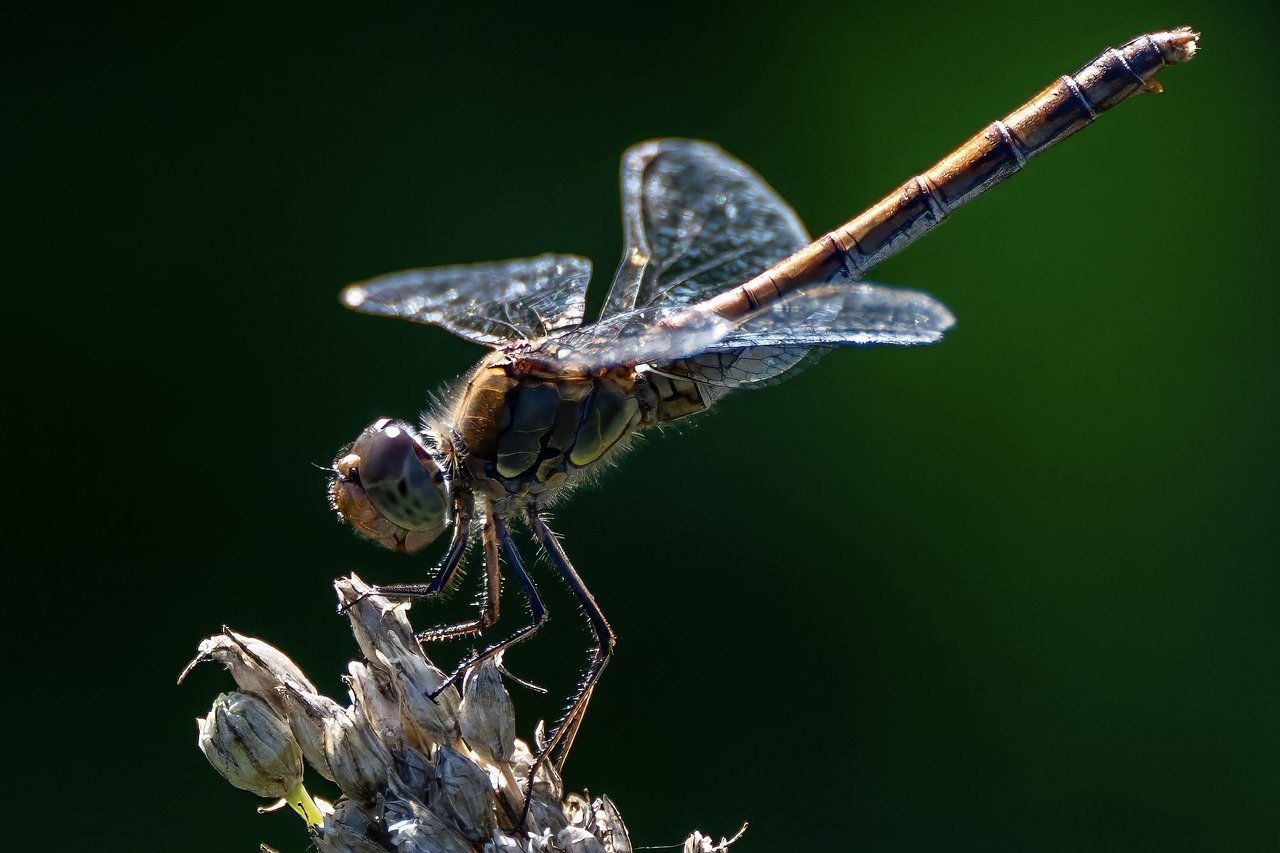 skuteczne repelenty na owady, które chronią przed niechcianymi insektami. oferujemy szeroki wybór produktów skutecznych w walce z komarami, kleszczami i muchami, idealnych na każdą sezonową przygodę na świeżym powietrzu.