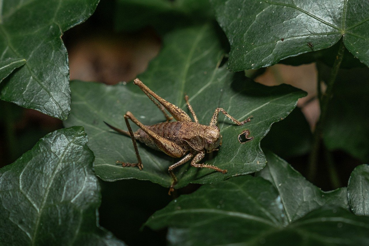 odkryj naturalne środki odstraszające owady, które skutecznie chronią przed niechcianymi insektami. dowiedz się, jak wykorzystać ekologiczne składniki do ochrony swojego domu i ogrodu w sposób bezpieczny dla zdrowia i środowiska.